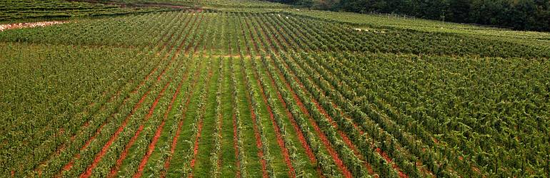 Azienda Agricola