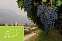 Vini Biologici
