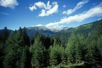 Monitoraggio foreste