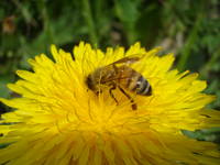 Apicoltura