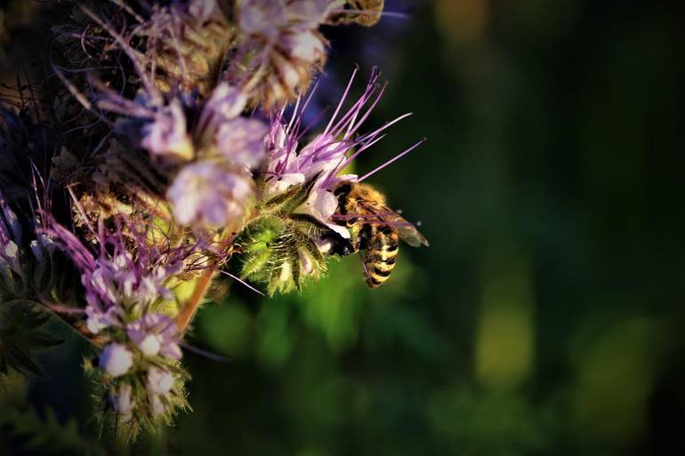 Tecnologie a tutela della biodiversità