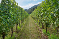 13^ Giornata tecnica della vite e del vino: punto annata viticola e qualità dei vini in Trentino 