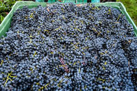 15^ Giornata vite e vino, focus su flavescenza dorata e prospettive della vendemmia