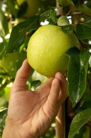 25a Giornata Tecnica “La frutticoltura delle Valli del Noce”