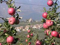 25esima Giornata frutticola: punto su emergenze e innovazioni