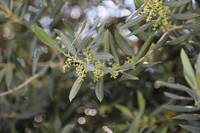 3^ Giornata olivicola, focus su produzione e prospettive in Trentino, Nord Italia e Slovenia 