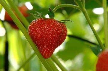 7^Giornata tecnica piccoli frutti: punto emergenza Drosophila Suzukii, gestione sostenibile e antonomo della fragola