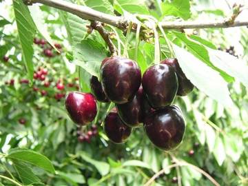 8^ Giornata tecnica dei piccoli frutti