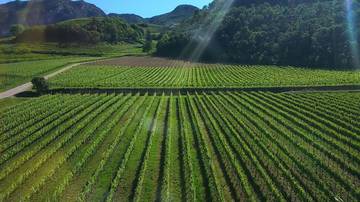 A come Alpi_ Punto viticoltura e flavescenza dorata_ il punto agrismart 