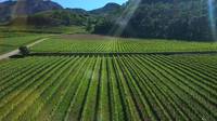 A come Alpi_ Punto viticoltura e flavescenza dorata_ il punto agrismart 