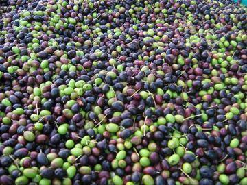 Annata olivicola nelle regioni produttive del nord est italiano e della Slovenia