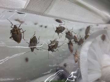 Appello FEM ai cittadini: cerchiamo cimici asiatiche vive per riprodurre le “vespe samurai”