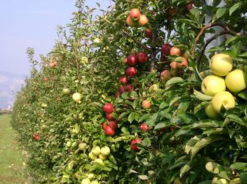 Bioregolatori della frutta, FEM organizza il 14° congresso internazionale ISHS 