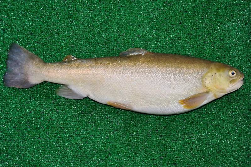 C Era Una Volta Un Pesce E Ci Sara Ancora Comunicati Stampa