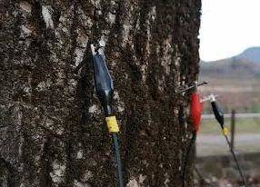 Corso sulla stabilità degli alberi, iscrizioni entro il 16 gennaio 