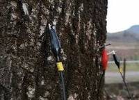 Corso sulla stabilità degli alberi, iscrizioni entro il 16 gennaio 