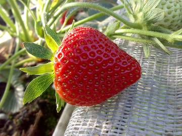 Difesa e coltivazione al centro della 9^ Giornata tecnica dei piccoli frutti