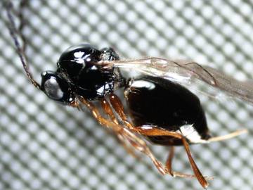 Drosophila Suzukii, identificato in Trentino un parassitoide alieno che integrerà l’azione del Ganaspis nella lotta biologica 