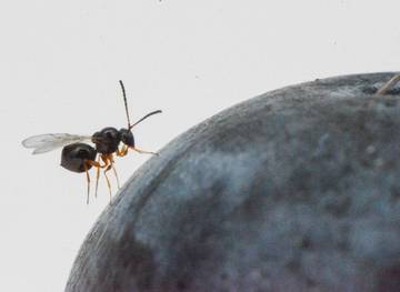 Drosophila suzukii, pronto il dossier su Ganaspis brasiliensis in attesa dell'autorizzazione al rilascio 