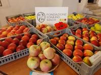 FEM a Pomaria con laboratori agroalimentari, mostra pomologica, meleto guyot e test di maturazione delle mele