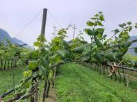 Flavescenza e colpo di fuoco: importanti i controlli in campo da parte degli agricoltori durante la raccolta 