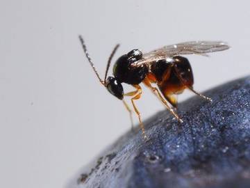 Ganaspis contro Drosophila suzukii, via libera del Ministero: partono i lanci