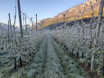 Gelate, ciliegio e melo le colture più colpite