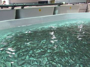 In Trentino un progetto innovativo di economia circolare per zootecnia e acquacoltura 