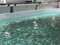 In Trentino un progetto innovativo di economia circolare per zootecnia e acquacoltura 