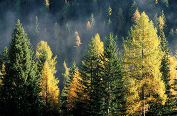 La biodiversità delle foreste aumenta la produzione legnosa 