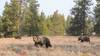La resilienza dei grizzly sotto la lente della ricerca    
