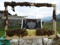 Le api della FEM volano a “Geo” per la Giornata mondiale delle api 