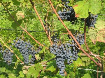 Le quattro varietà di vite resistenti hanno finalmente un nome 