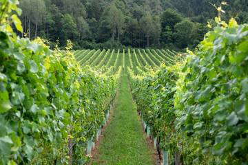 Müller Thurgau, sono i "tioli varietali" che rendono unico l'aroma di  questo vino 