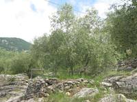 Olive del Garda Trentino: confermato il legame tra Casaliva e territorio. Ora c’è anche un “certificato di nascita”