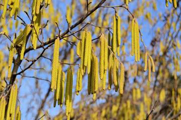 Pollini e allergie, in arrivo una app con notifiche tempestive e allerte personalizzate 