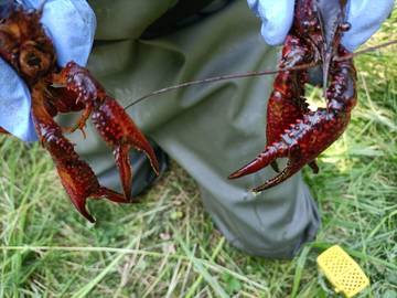 Rinvenuto nel Lago Costa il Gambero della Louisiana 