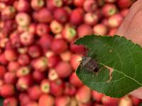 Sfalci e buone pratiche contro la cimice asiatica, il vademecum FEM per il mondo agricolo