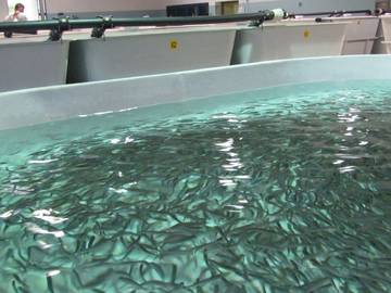  "Sushin", due giorni di confronto alla FEM sulle nuove diete sostenibili per i pesci di allevamento
