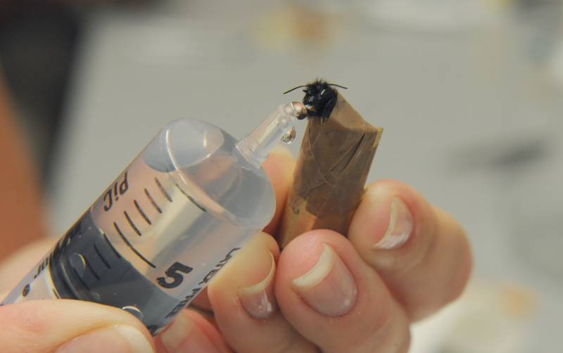 Un Laboratorio Congiunto Cimec Istituto Agrario Sulle Neuroscienze Degli Invertebrati Comunicati Stampa Ufficio Stampa Comunicazione Home Fondazione Edmund Mach Di San Michele All Adige