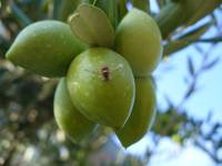 Una pianta perenne e trappole per combattere in modo naturale la mosca che danneggia le olive 