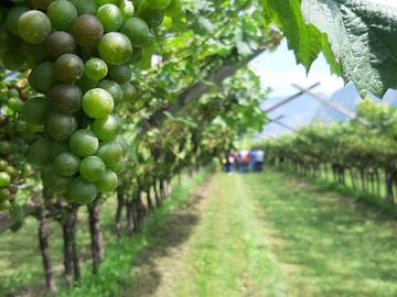 Vigneti bio, sotto osservazione peronospora, oidio e flavescenza  