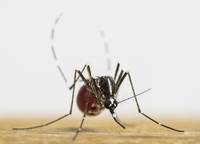Zanzare ed epidemie: un modello per mappare il rischio