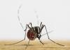 Zanzare ed epidemie: un modello per mappare il rischio