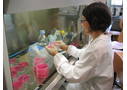 LABORATORI IASMA (Archivio Iasma)