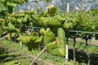 A come Alpi _ Flavescenza dorata sotto osservazione  e il punto Fresco di stampa 