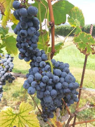 A come Alpi _quattro nuove varietà di vite sostenibili_il punto vino 