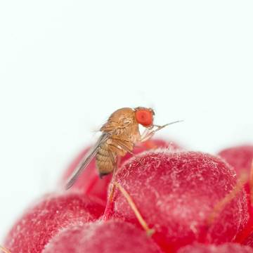 A come alpi / Drosophila Suzukii e lotta biologica _ il Punto pollini e biodiversità 