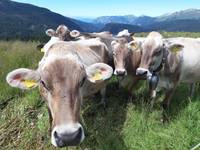A come Alpi_ agricoltura di montagna e zootecnia_ il Punto difesa green