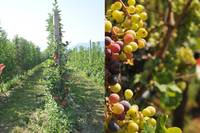 A come Alpi_ Dalla viticoltura bio al meleto a guyot e il punto vino 